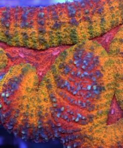 Symphyllia rainbow