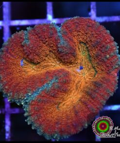 Symphyllia rainbow