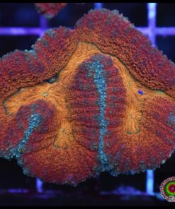 Symphyllia rainbow