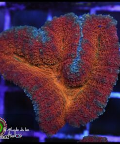Symphyllia rainbow