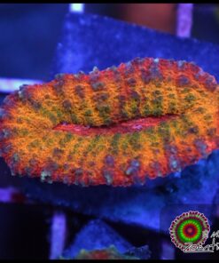 Symphyllia rainbow