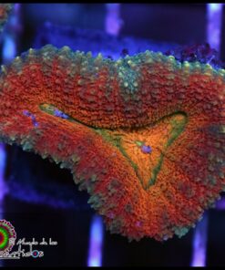 Symphyllia rainbow