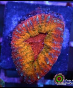 Symphyllia rainbow
