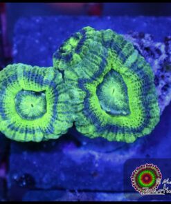 Acan UFO