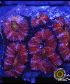 Acan rainbow