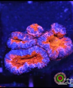 Acan rainbow