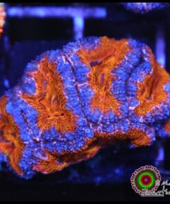 Orange Acan