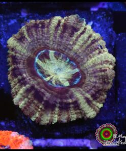 Asian acan