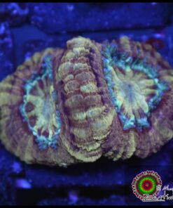 Asian acan