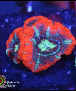 Asian acan