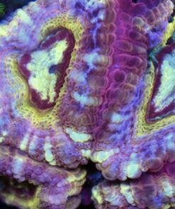 Asian acan
