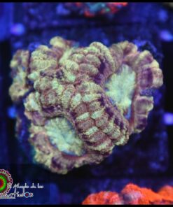 Asian acan