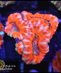 Acan