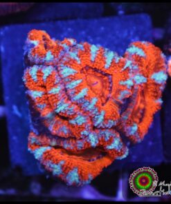 Acan