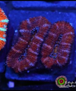 Acan rainbow