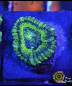 Acan UFO