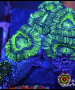 Acan UFO