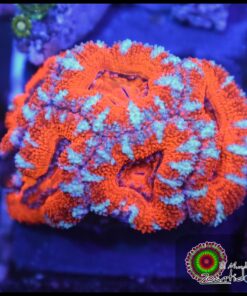 Acan