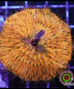 Fungia orange