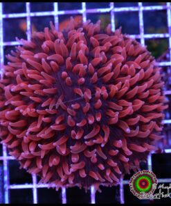 Red fungia