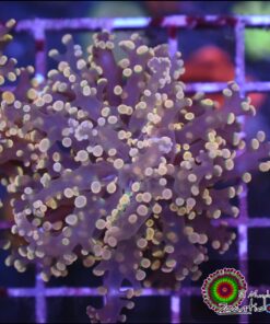 Orange metallic frogspawn