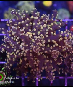 Orange metallic frogspawn