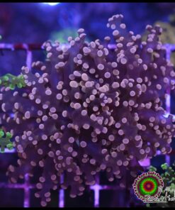 Peach frogspawn