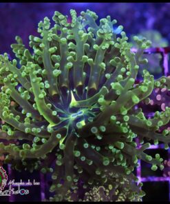 Green metallic frogspawn