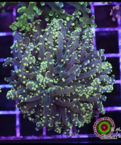 Green frogspawn