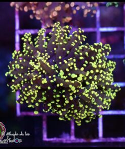 Yellow greenish frogspawn