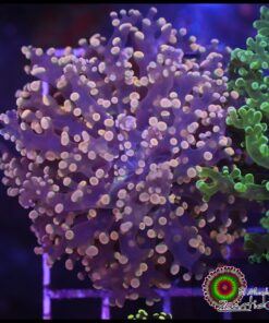 Orange metallic frogspawn