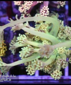 Mint goniopora