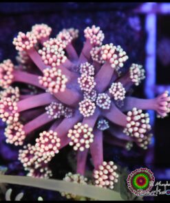 Fantascy goniopora