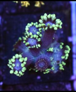 Green goniopora