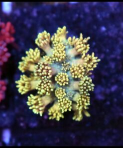 Rainbow goniopora