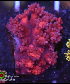 Red goniopora