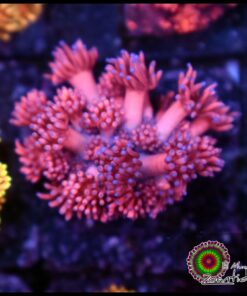 Pink goniopora