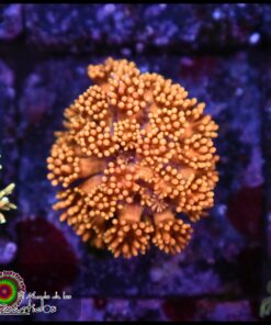 Solar flare goniopora