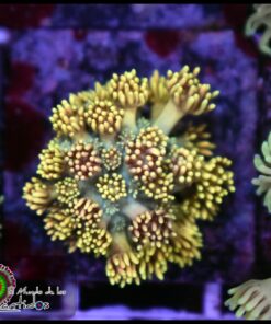 Rainbow goniopora