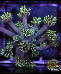 Joker goniopora