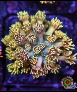 Rainbow goniopora