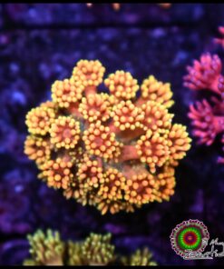 Rainbow sunset goniopora