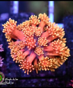 Pink rainbow goniopora
