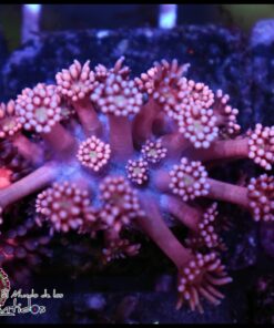 Pink light goniopora