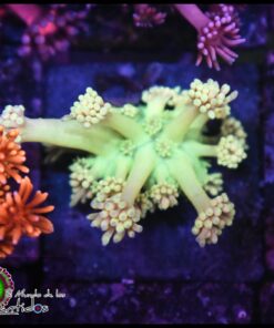 Mint goniopora