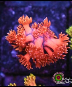 Pink rainbow goniopora