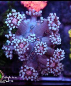 Blue goniopora