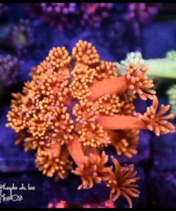 Solar flare goniopora