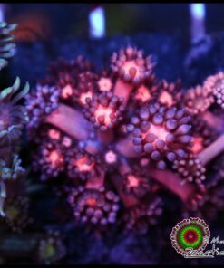 Cherry goniopora