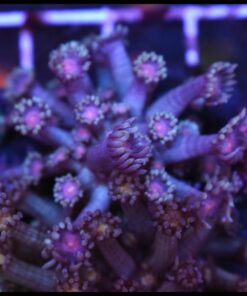 Red eye goniopora